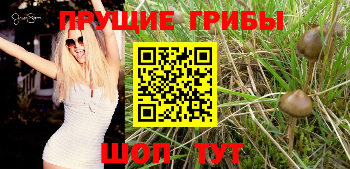 Галлюциногенные грибы Psilocybe Норильск